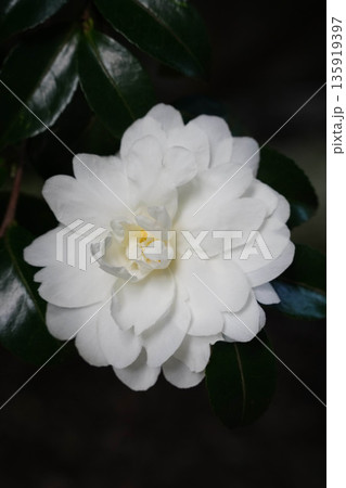 京都高雄神護寺境内の白い山茶花の花 京都高雄神護寺境内の白い山茶花の花 135919397