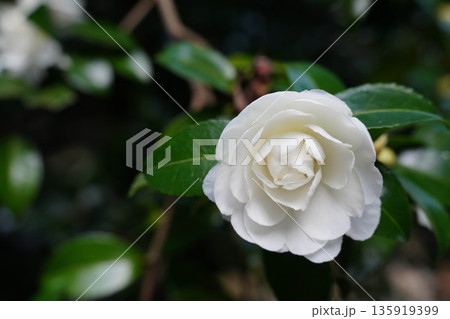 京都高雄神護寺境内の白い山茶花の花 135919399