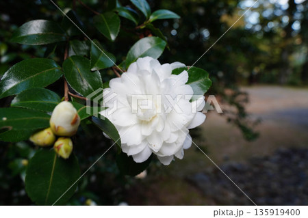 京都高雄神護寺境内の白い山茶花の花 京都高雄神護寺境内の白い山茶花の花 135919400
