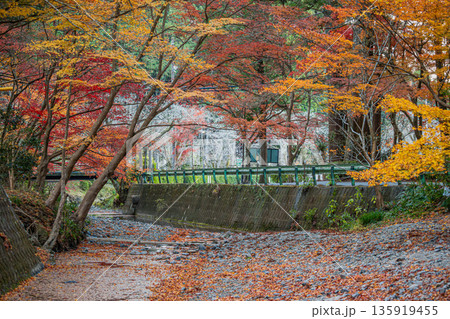 森町の遠江国一宮小國神社の紅葉の風景(静岡県) 森町の遠江国一宮小國神社の紅葉の風景(静岡県) 135919455