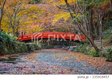 森町の遠江国一宮小國神社の紅葉の風景(静岡県) 森町の遠江国一宮小國神社の紅葉の風景(静岡県) 135919457