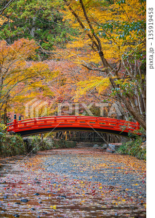 森町の遠江国一宮小國神社の紅葉の風景(静岡県) 森町の遠江国一宮小國神社の紅葉の風景(静岡県) 135919458