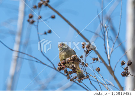 枯れ枝の実に集まるカワラヒワ 135919482