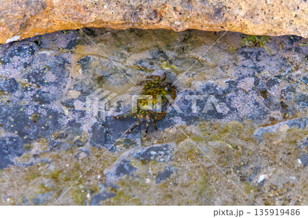 岩陰の潮だまりに生息するイワガニ 135919486