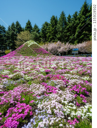 富士本栖湖リゾート芝桜まつりの芝桜で彩られたミニ富士の後ろに満開の桜が咲く風景 135919502