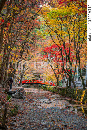 森町の遠江国一宮小國神社の紅葉の風景(静岡県) 森町の遠江国一宮小國神社の紅葉の風景(静岡県) 135919553