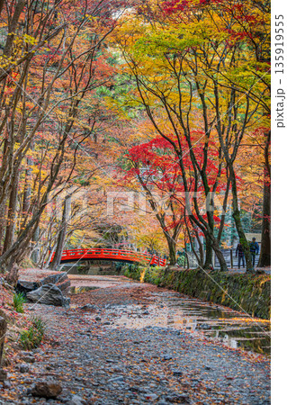 森町の遠江国一宮小國神社の紅葉の風景(静岡県) 森町の遠江国一宮小國神社の紅葉の風景(静岡県) 135919555