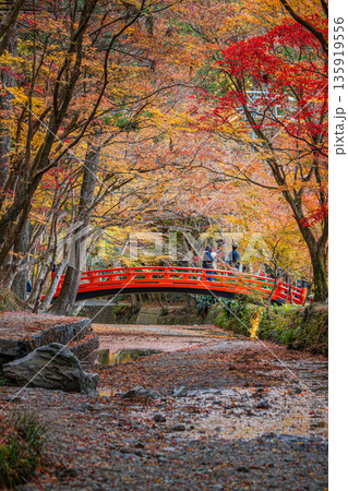 森町の遠江国一宮小國神社の紅葉の風景(静岡県) 135919556