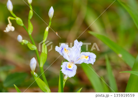 木漏れ日の中に咲く瑞々しいシャガの花 木漏れ日の中に咲く瑞々しいシャガの花 135919559