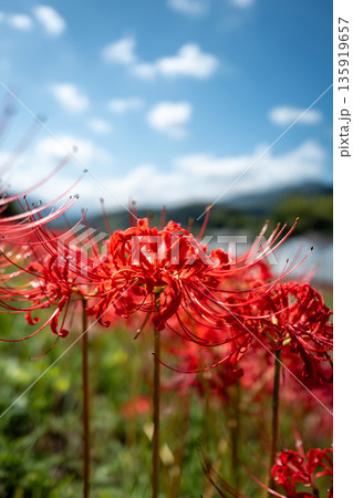 【秋】青空に映える彼岸花【徳島県勝浦郡勝浦町星谷】 135919657