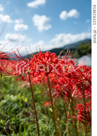 【秋】青空に映える彼岸花【徳島県勝浦郡勝浦町星谷】 135919658