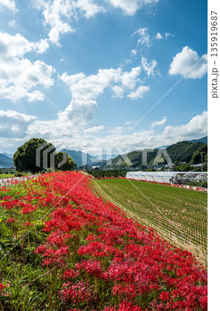 【秋】群生する彼岸花【徳島県勝浦郡勝浦町星谷】 135919687