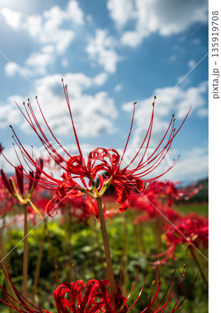 【秋】青空に映える彼岸花【徳島県勝浦郡勝浦町星谷】 135919708