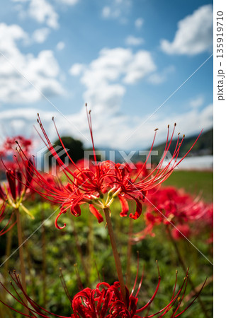 【秋】青空に映える彼岸花【徳島県勝浦郡勝浦町星谷】 135919710