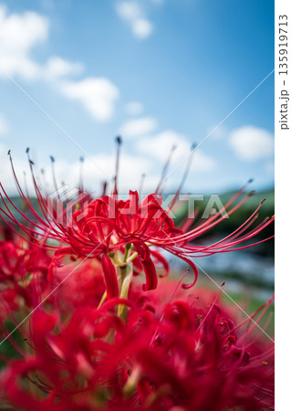 【秋】青空に映える彼岸花【徳島県勝浦郡勝浦町星谷】 135919713