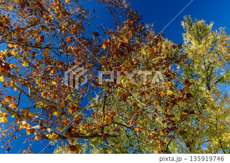 A tree with leaves that are yellow and brown 135919746