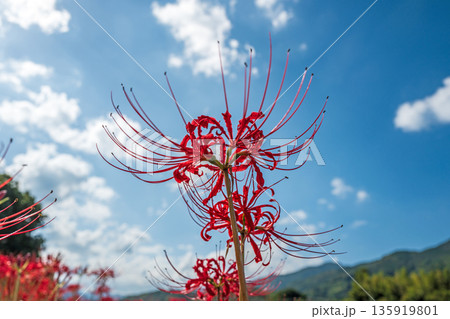 【秋】青空に映える彼岸花【徳島県勝浦郡勝浦町星谷】 135919801