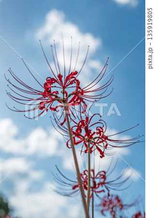 【秋】青空に映える彼岸花【徳島県勝浦郡勝浦町星谷】 135919805