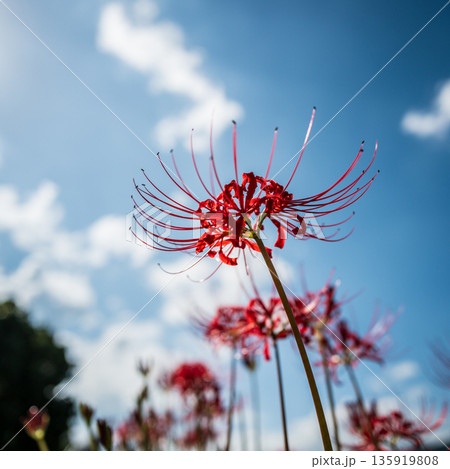 【秋】青空に映える彼岸花【徳島県勝浦郡勝浦町星谷】 135919808