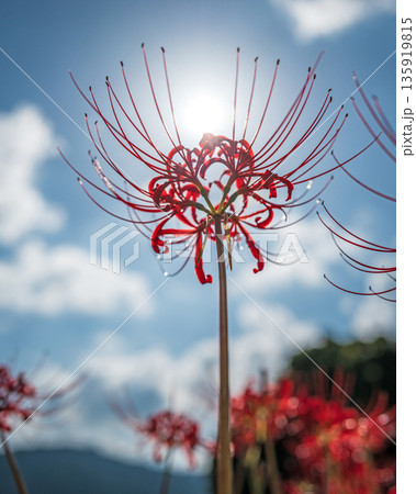 【秋】青空に映える彼岸花【徳島県勝浦郡勝浦町星谷】 135919815