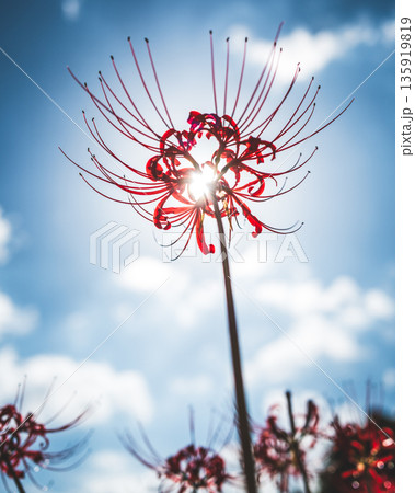 【秋】青空に映える彼岸花【徳島県勝浦郡勝浦町星谷】 135919819