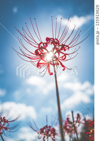 【秋】青空に映える彼岸花【徳島県勝浦郡勝浦町星谷】 135919820