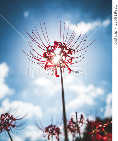 【秋】青空に映える彼岸花【徳島県勝浦郡勝浦町星谷】 135919821