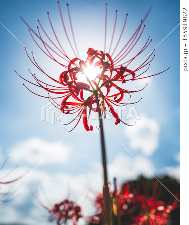【秋】青空に映える彼岸花【徳島県勝浦郡勝浦町星谷】 135919822