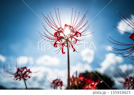 【秋】青空に映える彼岸花【徳島県勝浦郡勝浦町星谷】 135919825