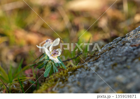 早春の光を浴びて咲く野生のセツブンソウ 135919871
