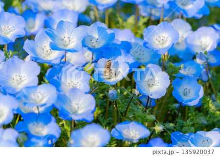 青いネモフィラの花畑と蜜を吸うミツバチ 135920037