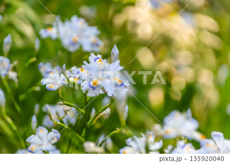 木漏れ日の中に咲く瑞々しいシャガの花 木漏れ日の中に咲く瑞々しいシャガの花 135920040