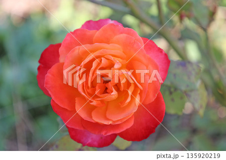 蜂ヶ峰の薔薇 蜂ヶ峰の薔薇 135920219