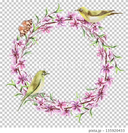 A wreath of blooming peach branches with two birds and a butterfly. Isolated watercolor illustration in a realistic style for postcards, interiors, spring holidays, packaging, and poster printing. 135920433