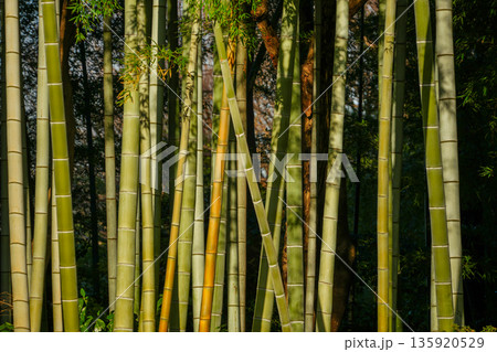 竹林 竹林 135920529