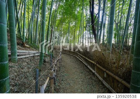 竹林の小径 135920538