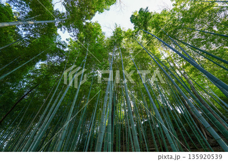 竹林 竹林 135920539