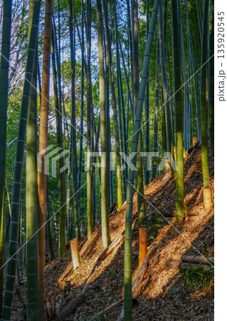 竹林 竹林 135920545