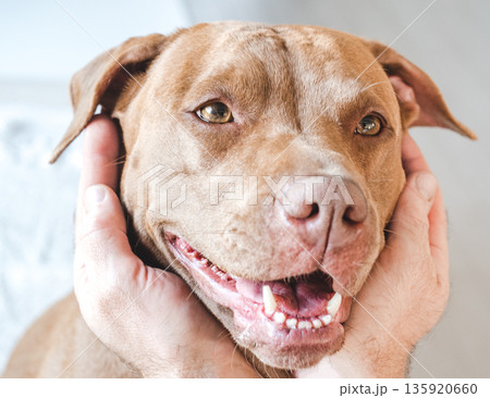 Human hands and a cute dog. Studio shot Human hands and a cute dog. Studio shot 135920660