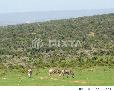 Zebras grazing in the wild grassland. South African Zebras grazing in the wild grassland. South African 135920674