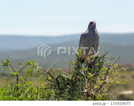 African bird of prey perched on a bush African bird of prey perched on a bush 135920675