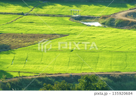 Scenic high angle view of vibrant green rice fields and rural farmland. Winding dirt roads and a small river cut through the lush countryside landscape during a sunny afternoon with rich foliage. 135920684