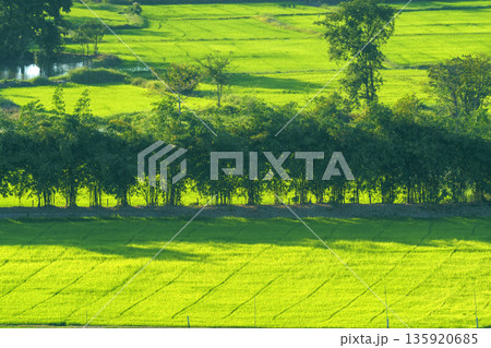 Lush green rice paddy fields in Southeast Asia with a row of trees separating the plantations. High angle view of vibrant agricultural landscape under bright sunlight. Scenic rural farming scenery. Lush green rice paddy fields in Southeast Asia with a row of trees separating the plantations. High angle view of vibrant agricultural landscape under bright sunlight. Scenic rural farming scenery. 135920685