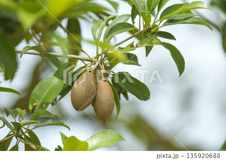 Pair of ripe sapodilla fruits hanging from a tree branch surrounded by lush green leaves. Tropical exotic fruit growing in a garden with natural bokeh background and soft daylight. Pair of ripe sapodilla fruits hanging from a tree branch surrounded by lush green leaves. Tropical exotic fruit growing in a garden with natural bokeh background and soft daylight. 135920688
