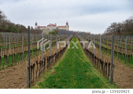 Spring vineyard in Wachau Valley, Austria, with rows of grapevines leading toward a historic castle, combining agriculture and cultural landscape. Spring vineyard in Wachau Valley, Austria, with rows of grapevines leading toward a historic castle, combining agriculture and cultural landscape. 135920925