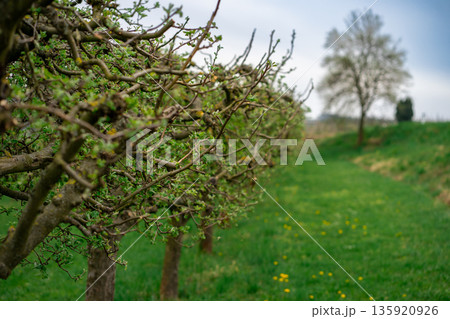 Close view of pruned apple trees (Malus domestica) with young leaves, showing orchard maintenance, agriculture, and early spring development. Close view of pruned apple trees (Malus domestica) with young leaves, showing orchard maintenance, agriculture, and early spring development. 135920926