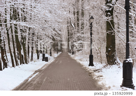 winter landscape in the park - snow-covered paths 135920999