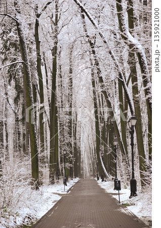 winter landscape in the park - snow-covered paths winter landscape in the park - snow-covered paths 135921000