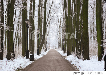 winter landscape in the park - snow-covered paths winter landscape in the park - snow-covered paths 135921002