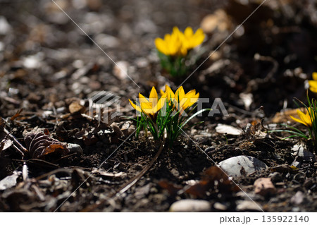 Bright yellow crocus flowers (Crocus flavus) growing from forest soil, symbolizing warmth, sunlight, early spring, renewal, and natural contrast. 135922140